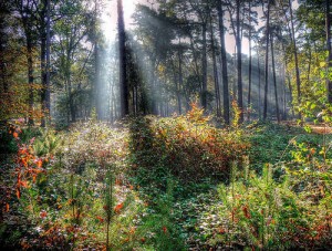 Forêt-de-Fontainebleau