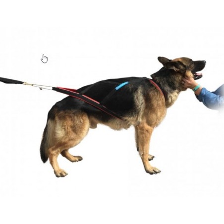 Pack complet Inlandsis Open-Back pour le canicross avec petit chien